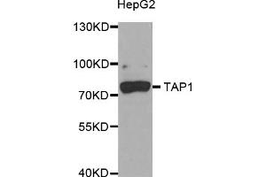 Western blot analysis of extracts of HepG2 cells, using TAP1 antibody (ABIN5973658) at 1/1000 dilution. (TAP1 抗体)