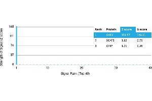 Protein Array (PAr) image for anti-Glutamate Decarboxylase 1 (Brain, 67kDa) (GAD1) antibody (ABIN7456014) (GAD 抗体)