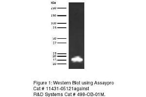 Western Blotting (WB) image for anti-Leptin (LEP) antibody (Biotin) (ABIN613249) (Leptin 抗体  (Biotin))