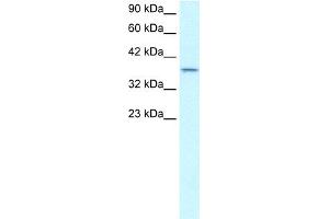 WB Suggested Antibody Titration:  0. (SMAD7 抗体  (N-Term))