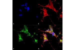 Immunocytochemistry/Immunofluorescence analysis using Mouse Anti-HCN4 Monoclonal Antibody, Clone N114/10 (ABIN361779). (HCN4 抗体  (AA 1019-1198))