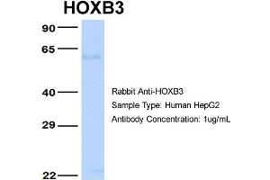 Host: Rabbit Target Name: HOXB3 Sample Type: HepG2 Antibody Dilution: 1. (HOXB3 抗体  (N-Term))