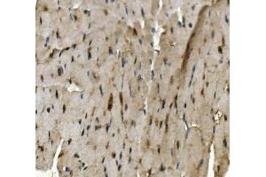 IHC analysis of Rad9b using anti-Rad9b antibody (ABIN7599360). (RAD9B 抗体  (AA 1-403))