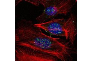 Immunofluorescence analysis of 3T3-L1 cells using MAP3K2 mouse mAb (green). (MAP3K2 抗体)