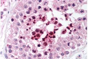 Human Testis (formalin-fixed, paraffin-embedded) stained with RIF1 antibody ABIN214034 at 5 ug/ml followed by biotinylated goat anti-rabbit IgG secondary antibody ABIN481713, alkaline phosphatase-streptavidin and chromogen. (RIF1 抗体  (AA 2406-2419))