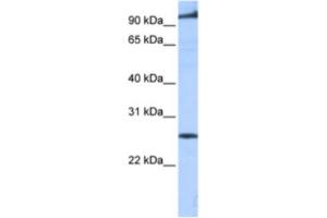 Western Blotting (WB) image for anti-Phosphatidic Acid Phosphatase Type 2 Domain Containing 1B (PPAPDC1B) antibody (ABIN2463314) (PPAPDC1B 抗体)