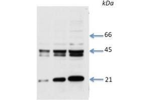 Species+tissue/cell type: Total rat cardiac lysate 1: 8 ug total cardiac lysate 2: 15 ug total cardiac lysate 3: 30 ug total cardiac lysate4: 50 ug total cardiac lysate Primary antibody dilution: 1 ug/ml (Connexin 43/GJA1 抗体  (Middle Region))