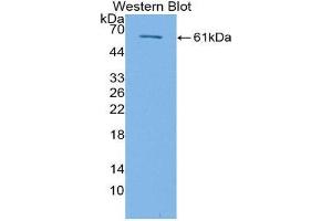 Western Blotting (WB) image for anti-Transforming Growth Factor, beta Receptor III (TGFBR3) (AA 469-724) antibody (ABIN1871472) (TGFBR3 抗体  (AA 469-724))