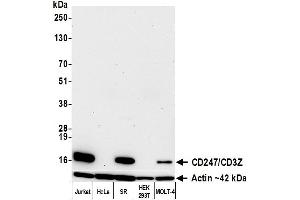 Western Blotting (WB) image for anti-CD247 Molecule (CD247) (C-Term) antibody (ABIN7455240) (Recombinant CD247 抗体  (C-Term))