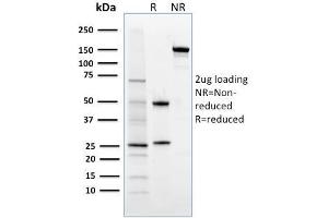 SDS-PAGE Analysis Purified FOXP3 Mouse Monoclonal Antibody (3G3). (FOXP3 抗体)