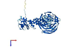 KLHL23 Protein (AA 1-558) (His tag)