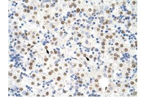 NONO antibody was used for immunohistochemistry at a concentration of 4-8 ug/ml to stain Hepatocytes (arrows) in Human Liver. (NONO 抗体  (C-Term))