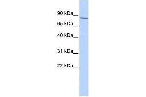 WB Suggested Anti-APP Antibody Titration: 0. (APP 抗体  (Middle Region))