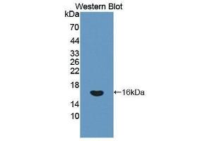 Western Blotting (WB) image for anti-Interferon gamma (IFNG) (AA 24-166) antibody (ABIN1859284) (Interferon gamma 抗体  (AA 24-166))