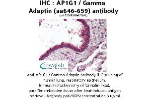 Image no. 1 for anti-Adaptor-Related Protein Complex 1, gamma 1 Subunit (AP1G1) (AA 646-659) antibody (ABIN1731828)