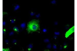 Image no. 8 for anti-Amyloid beta (A4) Precursor Protein (APP) antibody (ABIN1496876) (APP 抗体)