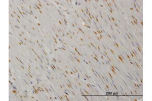 Immunoperoxidase of monoclonal antibody to YES1 on formalin-fixed paraffin-embedded human smooth muscle. (YES1 抗体  (AA 1-543))