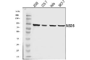 Western blot analysis of NSD3 using anti-NSD3 antibody (ABIN7601791).