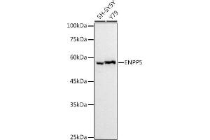 ENPP5 anticorps