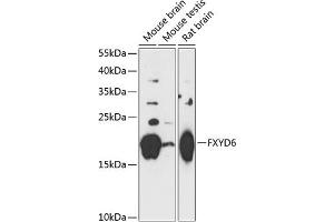 Western blot analysis of extracts of various cell lines, using FXYD6 antibody (ABIN7267279) at 1:3000 dilution. (FXYD6 抗体  (AA 1-95))