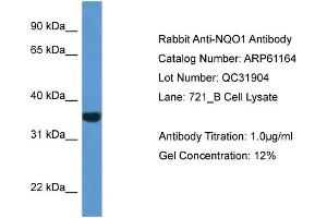 Western Blotting (WB) image for anti-NAD(P)H Dehydrogenase, Quinone 1 (NQO1) (C-Term) antibody (ABIN2788701) (NQO1 抗体  (C-Term))