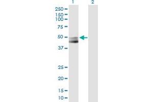 Western Blot analysis of SLC29A2 expression in transfected 293T cell line by SLC29A2 MaxPab polyclonal antibody.