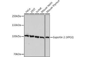 Western blot analysis of extracts of various cell lines, using Exportin 2 (XPO2) Rabbit mAb (ABIN7266533) at 1:1000 dilution. (Exportin 2 抗体)