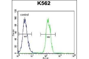 TMEM151B Antibody (N-term) (ABIN655193 and ABIN2844809) flow cytometric analysis of K562 cells (right histogram) compared to a negative control cell (left histogram). (TMEM151B 抗体  (N-Term))