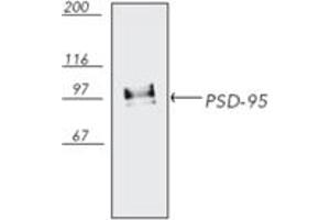 Western blot analysis of bovine brain tissue extract, probed with PSD-95 mAb (6G6-1C9). (DLG4 抗体)