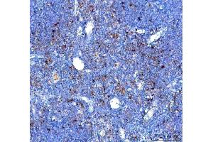 IHC analysis of GILT/IFI30 using anti-GILT/IFI30 antibody (ABIN7602781).