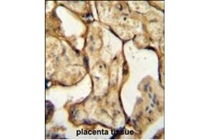 Immunohistochemistry (Paraffin-embedded Sections) (IHC (p)) image for anti-Chorionic Somatomammotropin Hormone 1 (Placental Lactogen) (CSH1) (AA 177-204), (C-Term) antibody (ABIN654883)