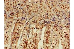 Immunohistochemistry of paraffin-embedded human adrenal gland tissue using ABIN7175600 at dilution of 1:100