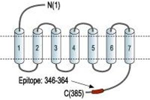 Neuropeptide Y Receptor Y2 (NPY2R) peptide