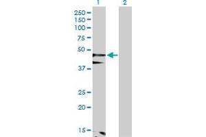 Western Blot analysis of FLOT1 expression in transfected 293T cell line by FLOT1 MaxPab polyclonal antibody. (Flotillin 1 抗体  (AA 1-427))