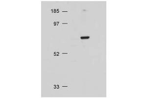Western Blot of Rabbit Anti-AKT antibody. (AKT1 抗体  (C-Term))