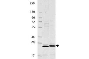IL-27/p28 Mouse Recombinant Protein - SDS-PAGE. (IL-27 蛋白)