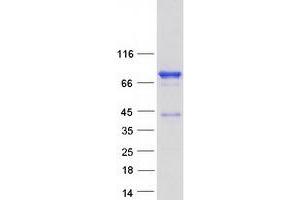 Western Blotting (WB) image for Numb Homolog (Drosophila)-Like (NUMBL) protein (Myc-DYKDDDDK Tag) (ABIN2727806)
