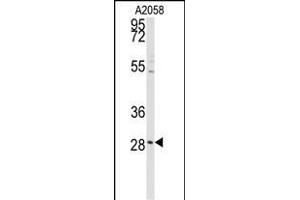 Western blot analysis of anti-PRKCDBP Antibody (Center) (ABIN392215 and ABIN2841911) in  cell line lysates (35 μg/lane). (PRKCDBP 抗体  (AA 113-144))
