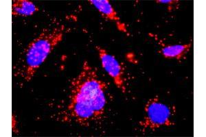 Proximity Ligation Analysis of protein-protein interactions between KIT and CSF2RA. (KIT 抗体  (AA 1-976))