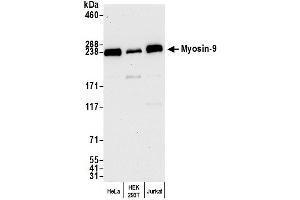 Western Blotting (WB) image for anti-Myosin 9 (MYH9) (AA 1900-1950) antibody (ABIN7450474)