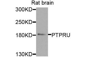 Western blot analysis of extracts of rat brain, using PTPRU antibody (ABIN5974930) at 1/1000 dilution. (PTPRU 抗体)