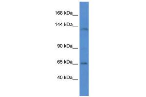 WB Suggested Anti-Itga7 Antibody   Titration: 1. (ITGA7 抗体  (N-Term))