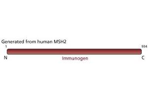Image no. 1 for anti-Mismatch Repair Protein 2 (MSH2) antibody (ABIN967509) (MSH2 抗体)