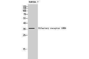 Western Blotting (WB) image for anti-Olfactory Receptor, Family 10, Subfamily H, Member 4 (OR10H4) (Internal Region) antibody (ABIN3176467) (OR10H4 抗体  (Internal Region))