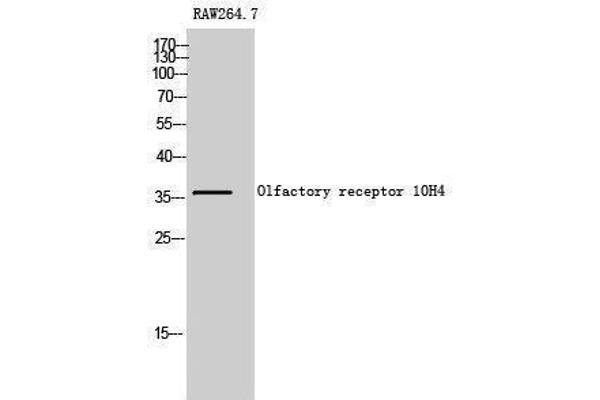 OR10H4 抗体  (Internal Region)