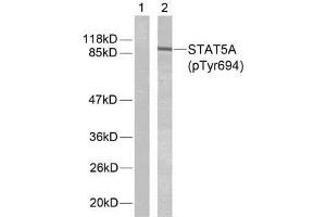 Western blot analysis of extracts from HeLa cells using STAT5A (phospho-Tyr694) antibody (E011048). (STAT5A 抗体  (pTyr694))