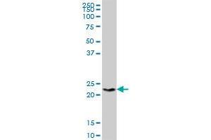 H1FX MaxPab polyclonal antibody. (H1FX 抗体  (AA 1-213))