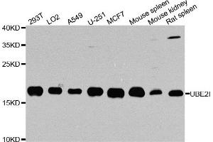 Western blot analysis of extracts of various cell lines, using UBE2I antibody.
