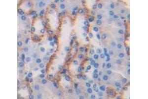 IHC-P analysis of Mouse Tissue, with DAB staining. (Resistin 抗体  (AA 21-114))