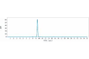 The purity of Anti-DCBLD2 / ESDN Reference Antibody (FA19-1) is more than 95 % , determined by SEC-HPLC. (Recombinant DCBLD2 抗体)